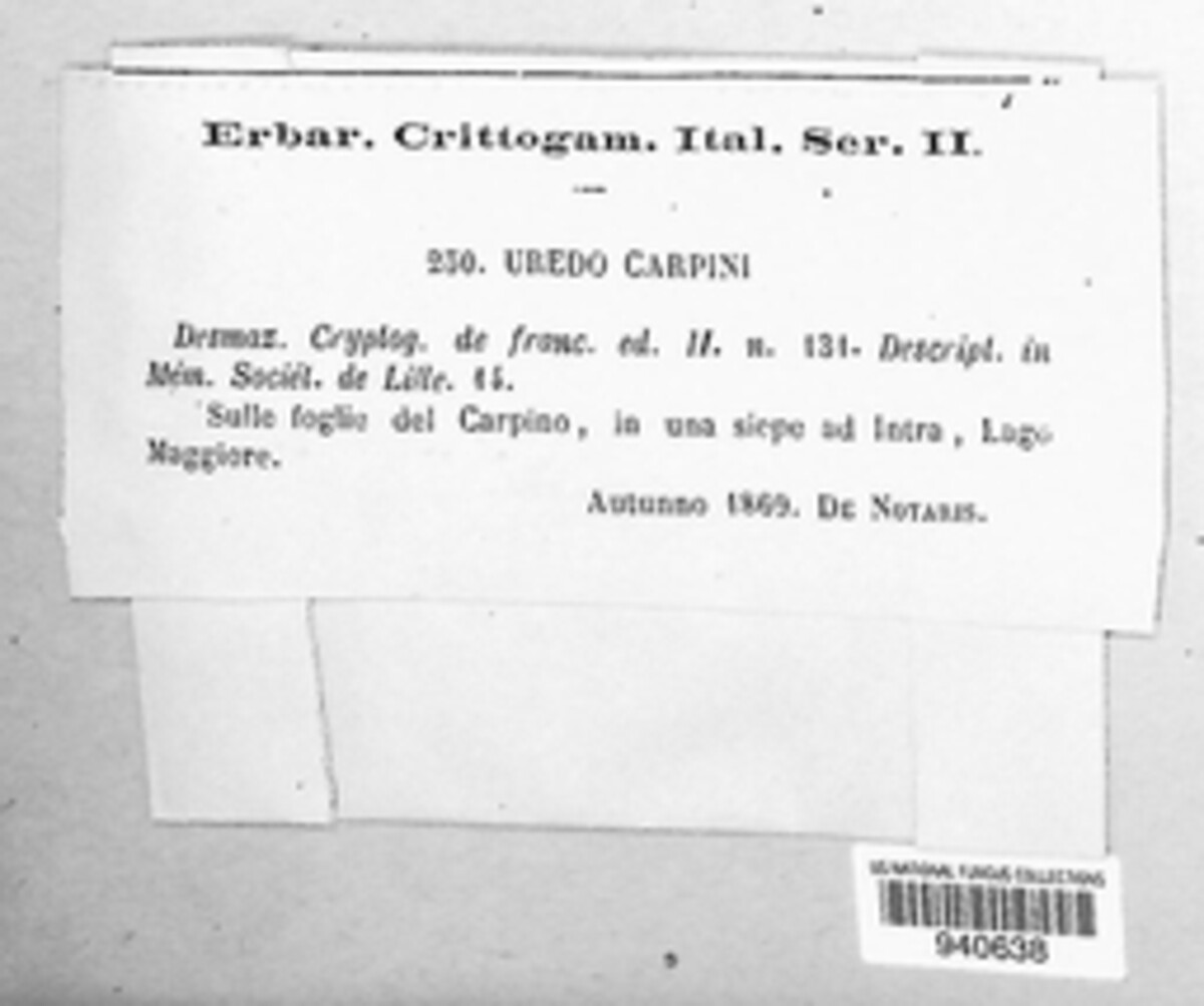 Uredo carpini image